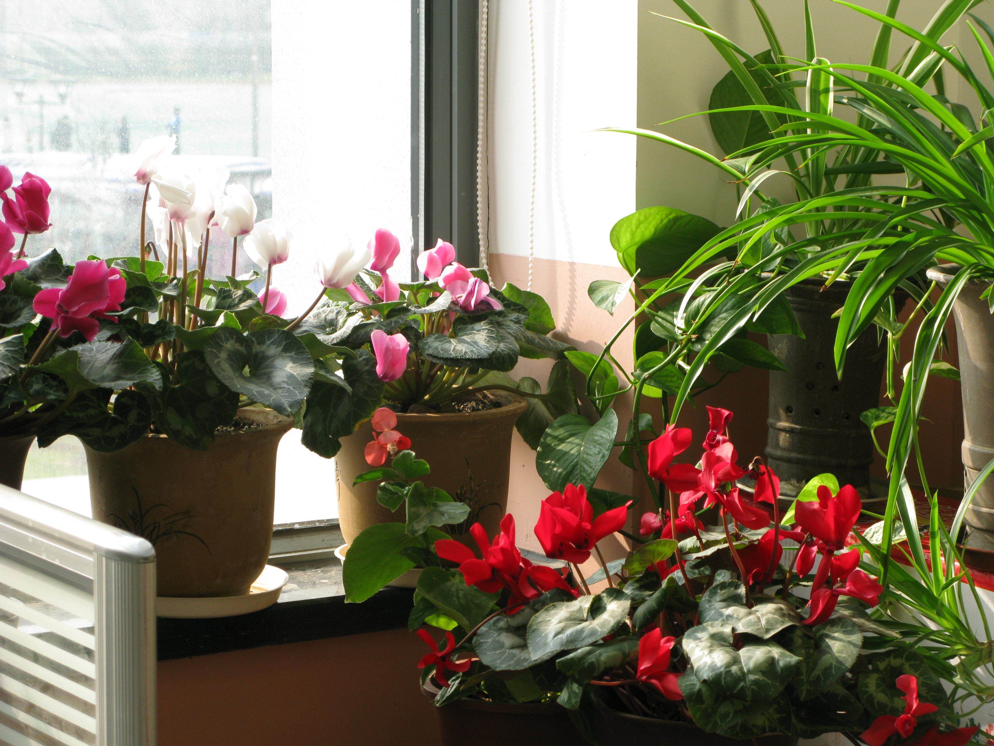 这些植物不需要太多阳光,半阴处也能开花 - 美优享 - 美丽优品分享好