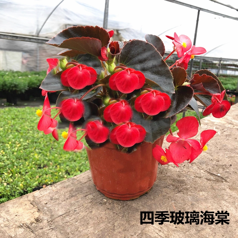 四季海棠花盆栽阳台庭院玻璃秋海棠花期长花卉多年生开花植物带花