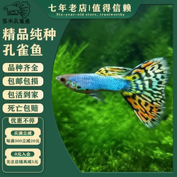 Singa blue and yellow mosaic rare species guppies