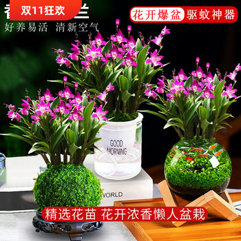 Perfume Dendrobium orchid with flower buds hydroponic green plants