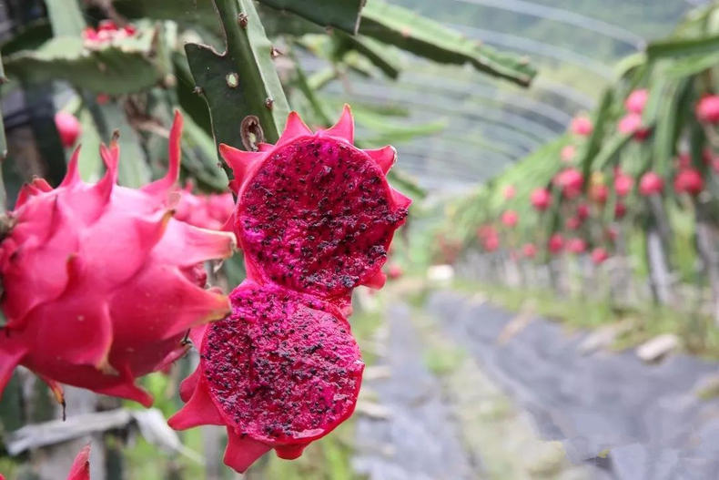 遇见红心火龙果，炎夏这样吃幸福感爆棚(图3)