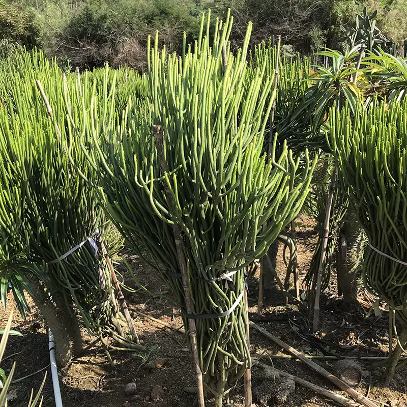 大戟科屬大型綠化苗木膨珊瑚多肉植物彭珊瑚景觀室內外光棍樹 Taobao