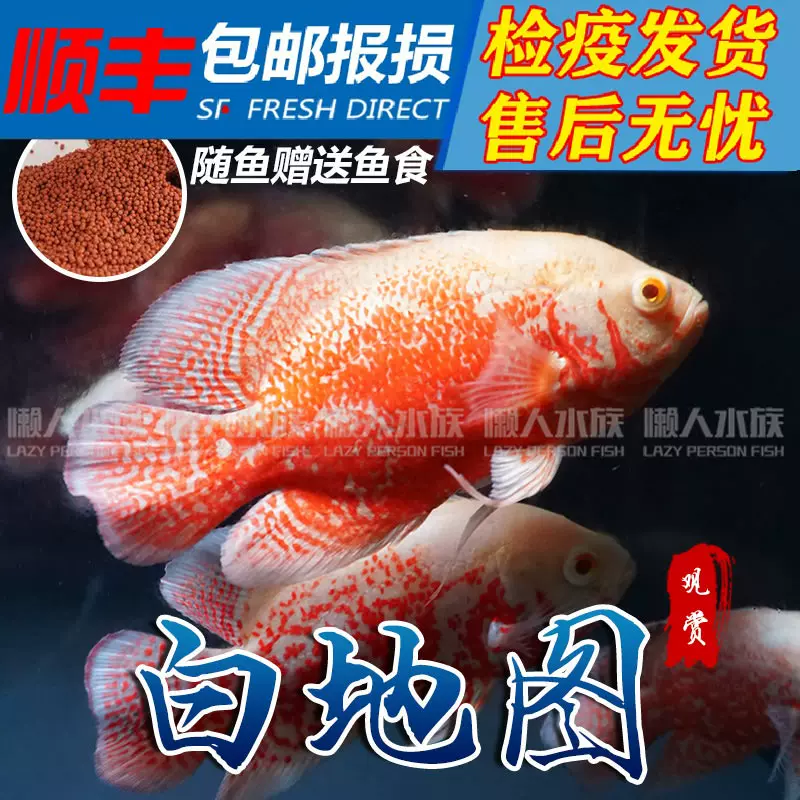 热带观赏鱼白地图中型鱼地图鱼黑地图鱼猪仔鱼图丽鱼