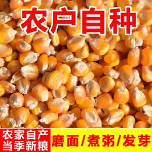 
Corn grains for raising chickens, pigs and cattle, special feeding for chickens, ducks, geese, pigeons, fishing feed, wholesale large grain farm species