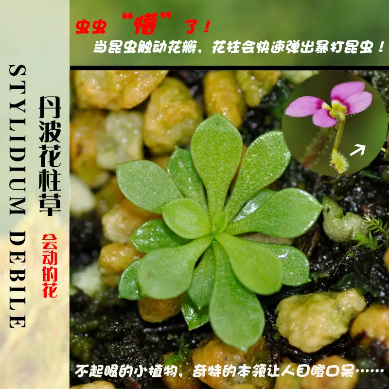 丹波花柱草暴打昆虫趣味植物食虫植物盆栽小虫草堂奇花