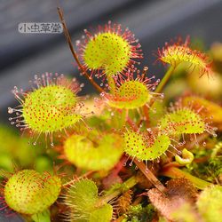 Xiao Cordyceps Hall Live Broadcast Sundew Plant Potted Three Veins
