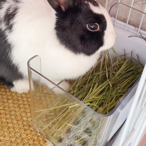 
Rabbit Grass Nest Cat Food Anti-Leak Box Cat Food Box Food Bowl Pet Cat Dog Food Boxes Hide Small Hamster House Small Ham