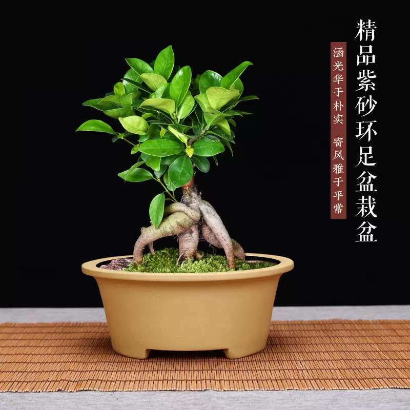 精品紫砂多肉花盆透氣古典大口徑矮種老樁蘭花菖蒲桌面