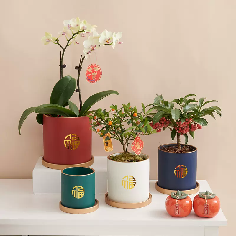 紅色陶瓷花盆中國風高級福字盆栽適用蝴蝶蘭發財樹輕奢小花盆簡約風格設計