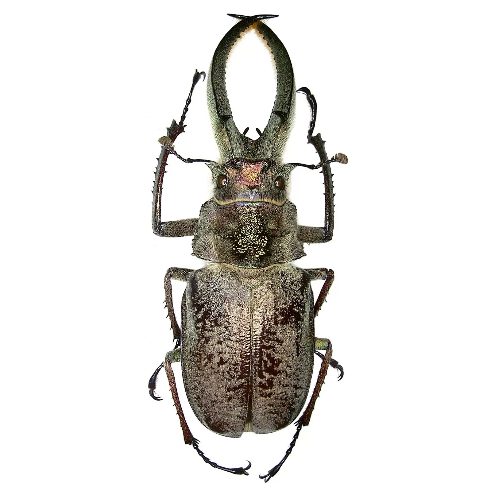 標本 Ecuador Sphaenognathus kolbei 34mm 秘鲁四眼锹甲Sphaenognathus feisthameli F009 未整姿昆虫标本
