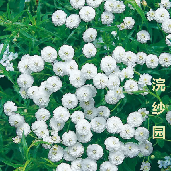 上新 Sakata 日本進口西洋蓍草 白色珍珠 多年草