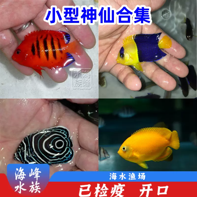 火焰仙藍紅閃電黃新娘石美人虎紋藍紋藍圈十一間海水魚活體小醜魚-Taobao