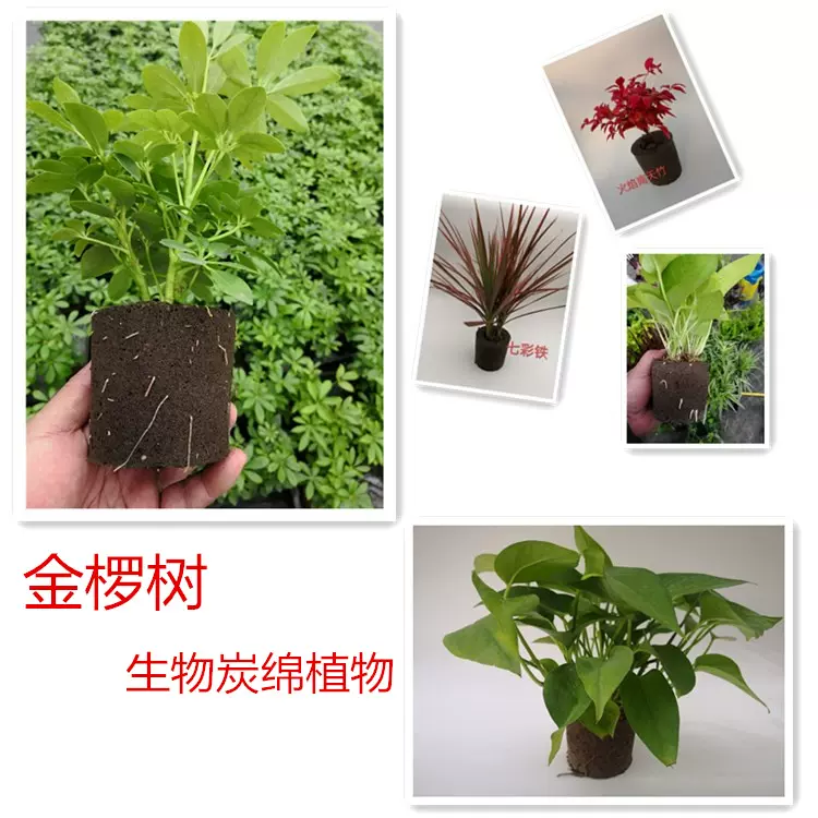 生物炭绵海绵植物仿土无土保水透气生根成活高园艺蔬菜