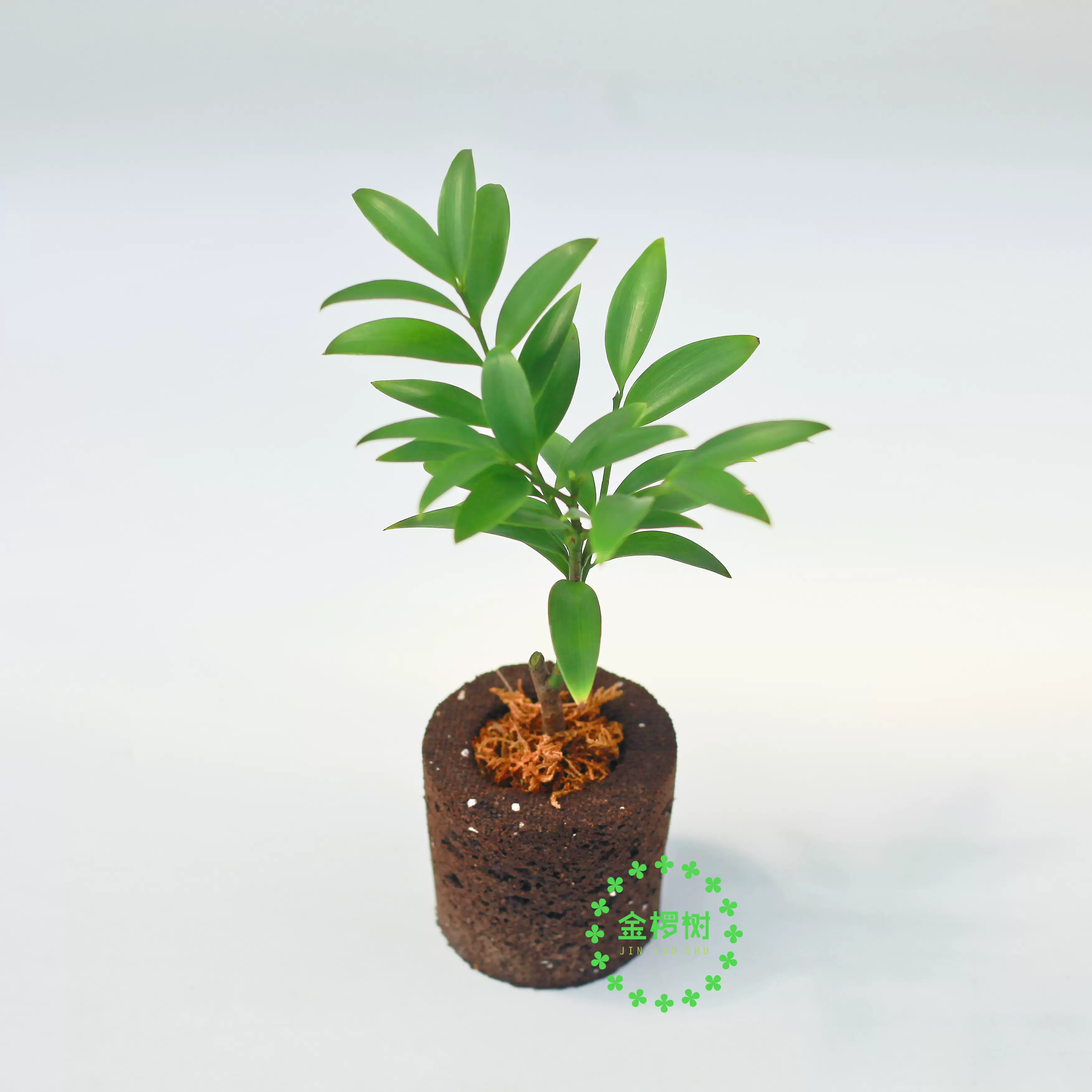 金椤树生物炭绵植物桌面绿植办公室小盆栽室内竹柏