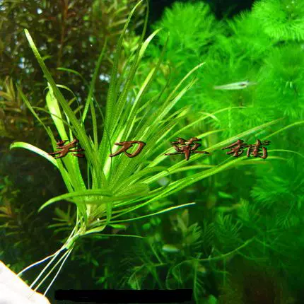 日本箦藻大小型可选责藻1株关刀草铺水下叶水草水族中景草泽早