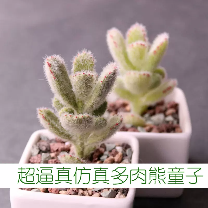 熊童子仿真多肉植物熊爪熊掌绿熊厚叶假多肉花绿植 熊童子仿真多肉植物熊爪熊掌绿熊厚叶假多肉花绿植