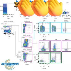 Flow-Based Data Analysis - Flowjo Cell Apoptosis Cycle Immunotyping Reactive Oxygen Species Proliferation Calcium Flow Multicolor