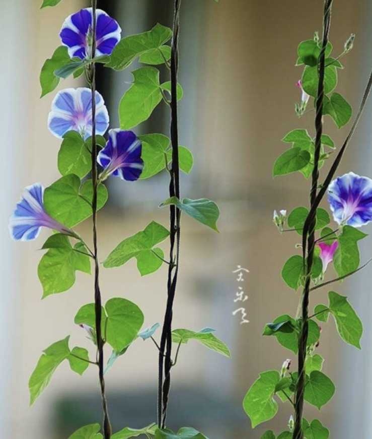 越晒花越多的爬藤花,开出大花墙,美极了