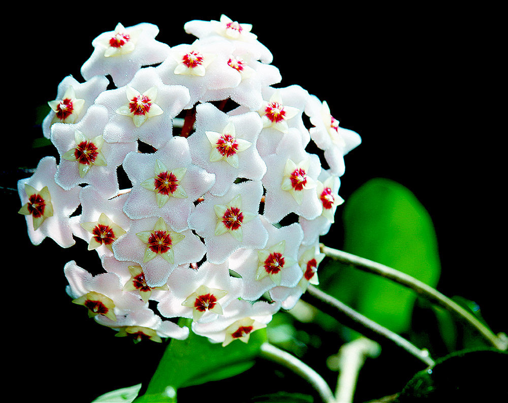 真正的懒人花球兰阳台绿植最佳选择