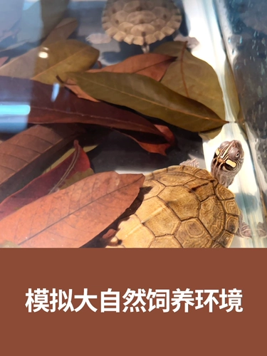Дикие варенованные черепахи -дракон -гнилые гнилые гвозди листья листьев, чтобы избежать черепах с черепахами листьев черепах, чтобы улучшить ландшафтный дизайн воды