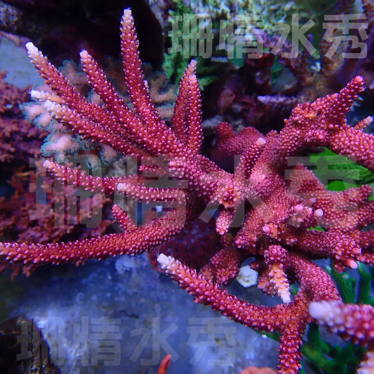 大花血紅毛紅長枝 硬骨珊瑚人工斷枝珊瑚活體珊瑚SPS斷枝-Taobao