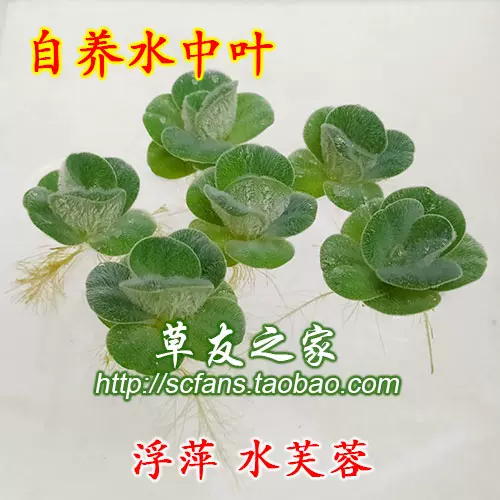 水族箱鱼缸浮性真水草浮萍苹果萍肚兜槐叶水芙蓉