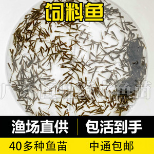 
小鱼活体批发麦穗鱼活鱼喂鳜鱼乌龟喂龙鱼角蛙乌龟粮饲料鱼淡水鱼
