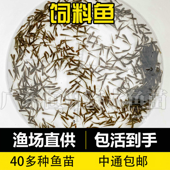 
小鱼活体批发麦穗鱼活鱼喂鳜鱼乌龟喂龙鱼角蛙乌龟粮饲料鱼淡水鱼
