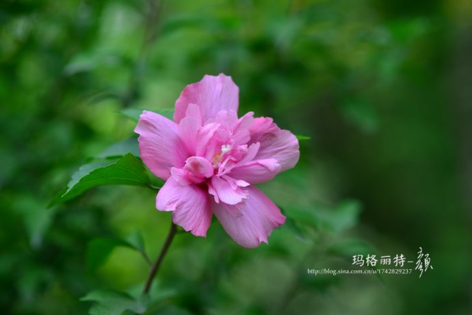 代表性的是滿大街的紫薇,粉紫色雲彩一般;凌霄和木槿也是開到荼蘼