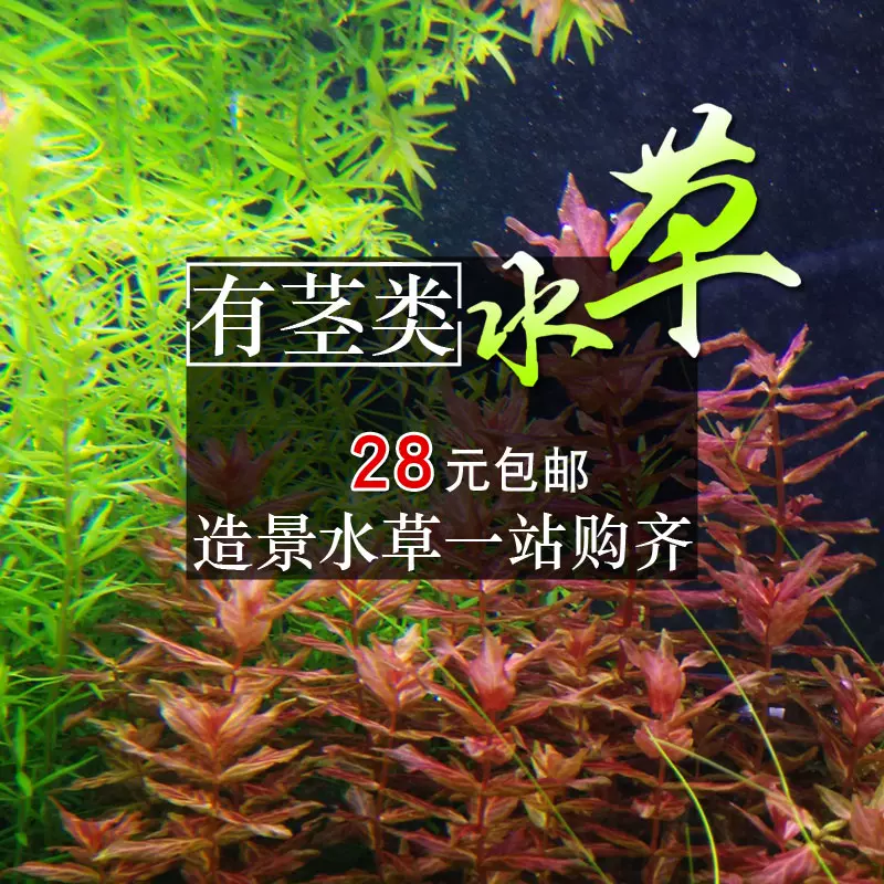 后景真水草活体淡水植物鱼缸造景装饰懒人水族阴性套餐