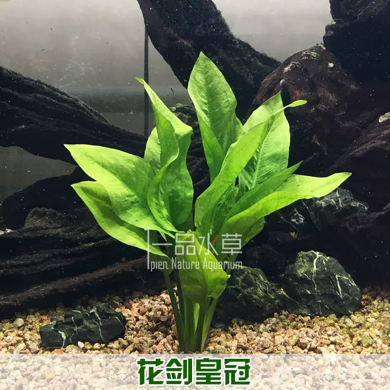 花剑皇冠新手入门阴性中后景水草鱼缸水族箱装饰造景