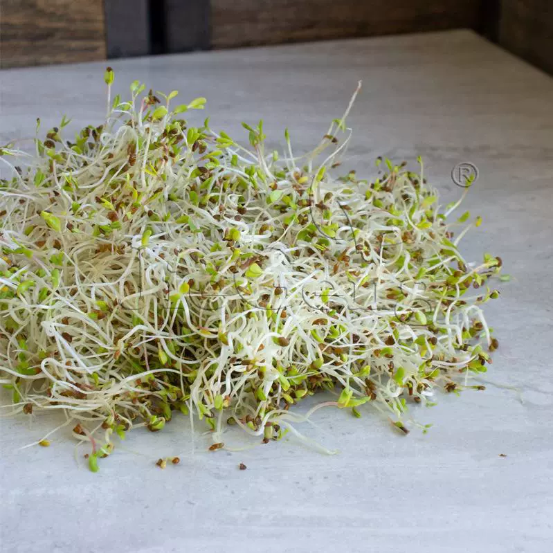 紫花苜蓿种子三叶草微型蔬菜豆芽菜alfalfa Sprouting Seeds