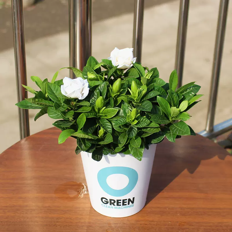 梔子花盆栽室內綠植花卉辦公室桌面小盆栽水培黃金葛