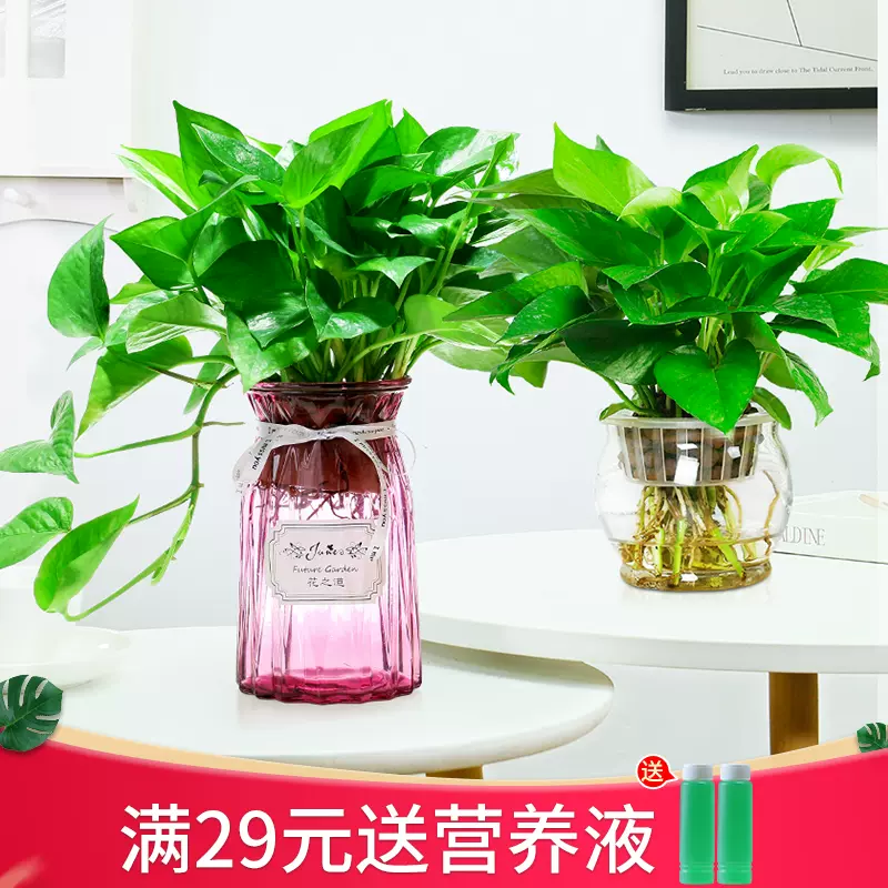 绿萝水培植物盆栽室内花卉水养桌面绿箩好养办公室小