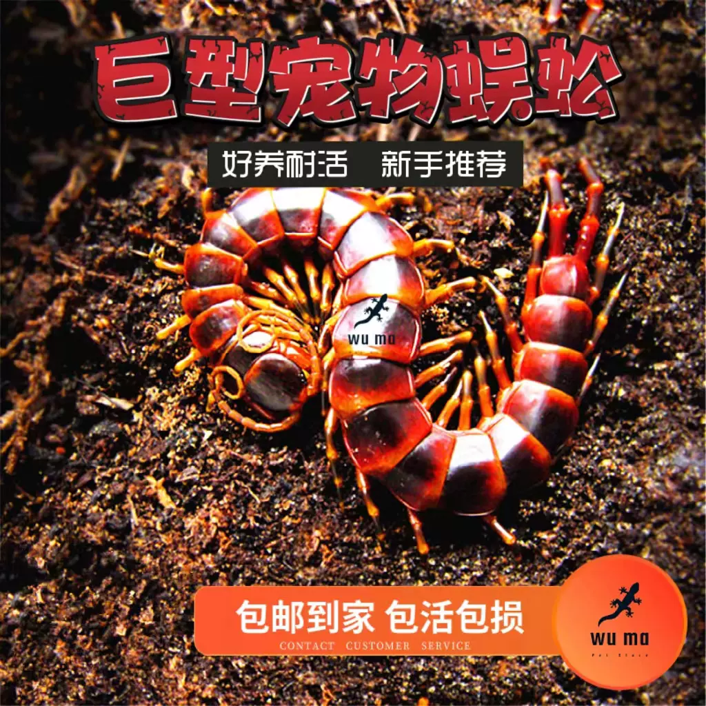 龍頭蜈蚣 凧 20m 果てしなき