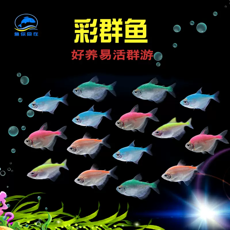 彩裙鱼七彩虹灯火鱼小型热带观赏鱼水草缸群游淡水族活体