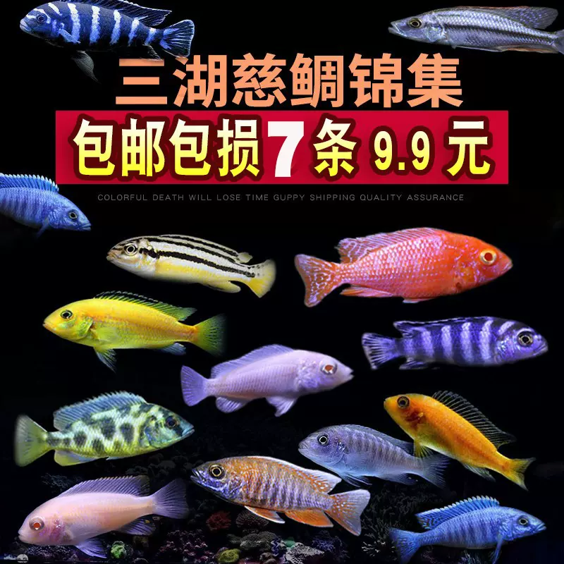 珍珠蝴蝶银河星钻三湖慈鲷鱼坦鲷黄帆天堂鸟卷贝短鲷淡水热带观赏-Taobao