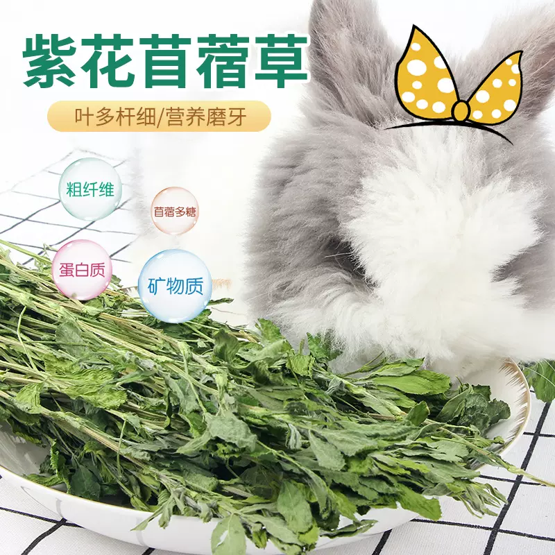 苜蓿草乾草幼兔兔子草新鮮豚鼠龍貓荷蘭豬提摩西草