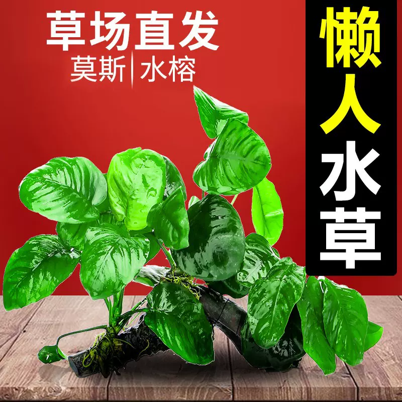 魚缸水草植物活造景套餐水培陰性真草魚草沉木懶人增氧莫斯水榕 Taobao