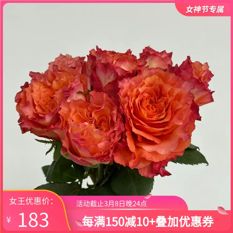 进口鲜切花自由精灵玫瑰花带香味大头玫瑰家庭办公室摆放鲜花