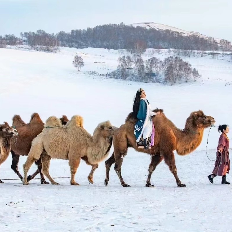 Morocco小资8人团丨乌兰布统草原+木兰围场3天2晚跟团游·涮肉