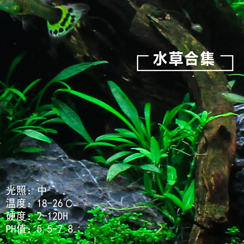 椒草前景草中景草真水草水族鱼缸装饰活体水草造景