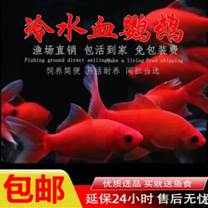 冷水觀賞魚血鸚鵡紅草金魚好養耐活小錦鯉發財風水招財