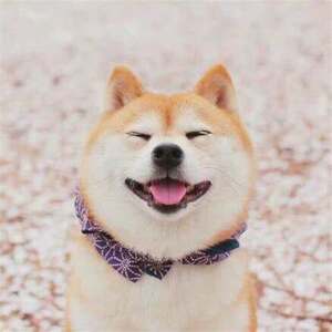 Kumamoto Xiongjia Fuzhou City Faying Pets and Dogs Feed Cats and Dogs Walking Dog Spring Festival National Day holiday
