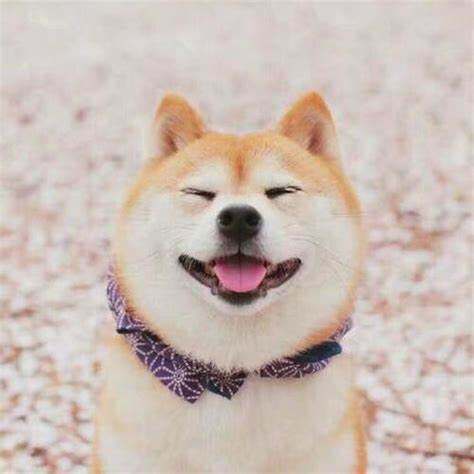 Kumamoto Xiongjia Fuzhou City Faying Pets and Dogs Feed Cats and Dogs Walking Dog Spring Festival National Day holiday
