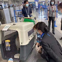 Iaata Air China Pet Air Box Dog Cat Out Presignment Special маленькая собака большая собака самолет