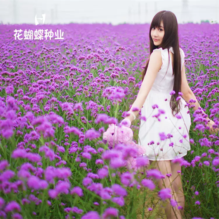 柳叶马鞭草种子多年生宿根花籽庭院观赏花卉植物夏秋开花种