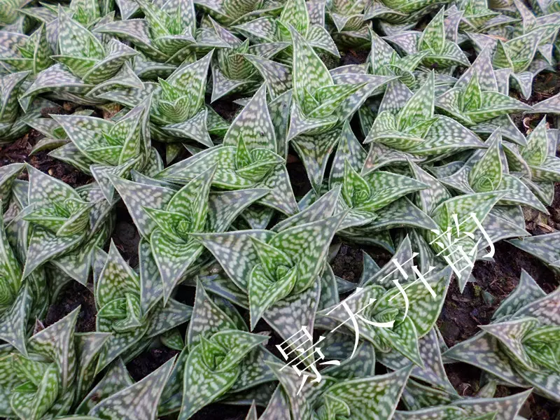 百合科雪花田锦芦荟属多肉植物 姬千代田锦 迷你盆栽防辐射