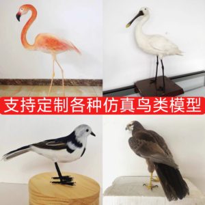 Highly simulated bird teaching model, animal exhibition hall, popular science specimens, custom handicrafts, props and ornaments