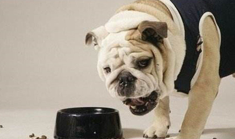 狗狗夏季食欲不振 可以这样增强食欲 美优享 美丽优品分享好站 优品情报站